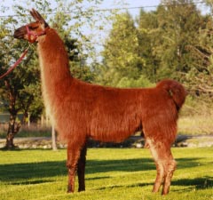 Sunora Llamas for sale - Annapurna