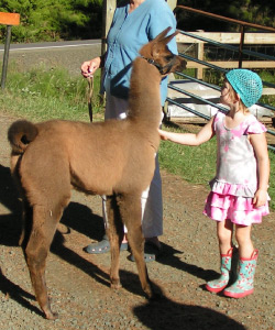 Female Llama from Sunora Farm Classic Llamas - Annapurna