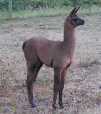 Annapurna | Female Llama from Sunora Farm Classic Llamas