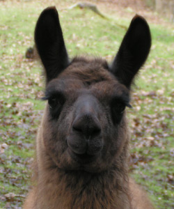 Annapurna | Female Cria from Sunora Farm Classic Llamas herd