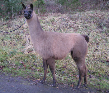 Female Cria from Sunora Farm Classic Llamas herd - Annapurna