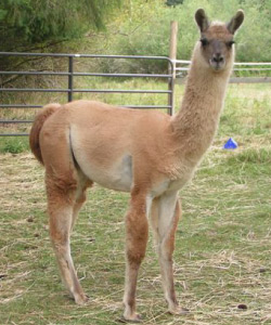 Boulder | Male Llama from Sunora Farm Classic Llamas