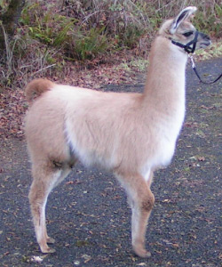 Female Llama from Sunora Farm Classic Llamas - Grace