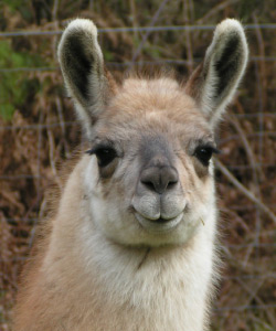 Grace | Female Llama from Sunora Farm Classic Llamas herd - head shot