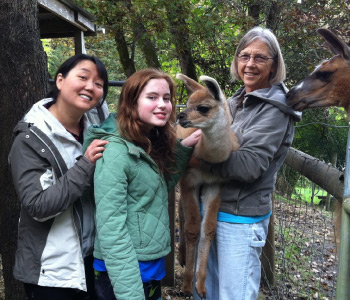 Nolly | Female Llama from Sunora Farm Classic Llamas herd - body shot