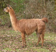 Sunora Llamas for sale - Grace, female