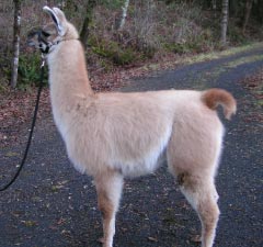 Sunora Llamas for sale - Grace, female