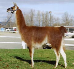 Sunora Llamas for sale - Grace, female