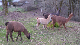 Herd 2014 | Sunora Farm Classic Llamas