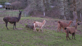 Herd 2014 | Sunora Farm Classic Llamas