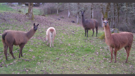 Herd 2014 | Sunora Farm Classic Llamas