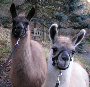 Sunora Llamas out in pasture: Annapurna & Grace