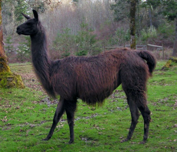 Mira | Female Llama from Sunora Farm Classic Llamas