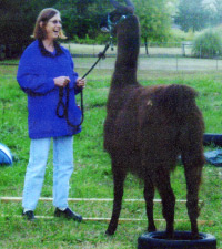 Molly | Sunora Farm Classic Llamas