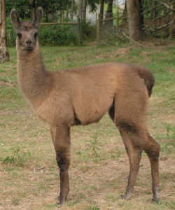 Rainier | Male Llama from Sunora Farm Classic Llamas