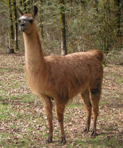 Female Llama from Sunora Farm Classic Llamas - Zoe