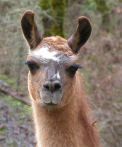 Zoe | Female Cria from Sunora Farm Classic Llamas herd