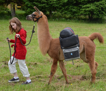 Female Cria from Sunora Farm Classic Llamas herd - Zoe