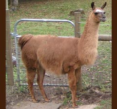 Sunora Llamas for sale - Zoe