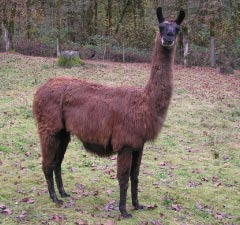 Sunora Llamas for sale - Zoe