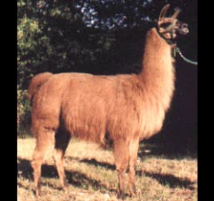 Sunora Llamas for sale - Zoe