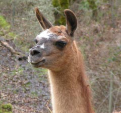 Sunora Llamas for sale - Zoe